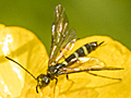 Cephus pygmeus